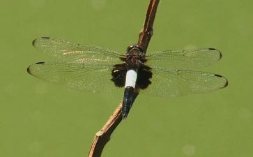 《蜻蜓,蜻蜓》读后感7篇