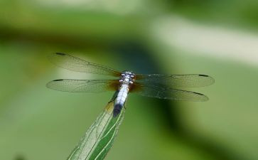 《蜻蜓,蜻蜓》读后感优秀6篇