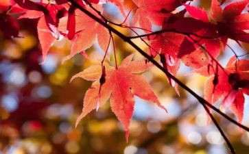 10月一演讲稿6篇