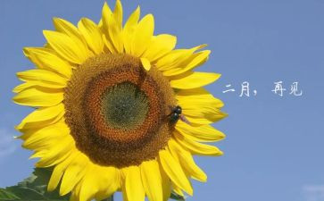 2024年2月销售工作总结8篇