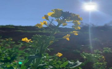 2024幼儿园3月份工作总结7篇