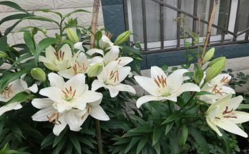 百合花读后感7篇