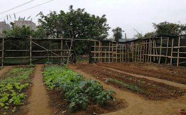 家乡的小菜园作文6篇