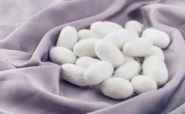蚕的故事教案5篇
