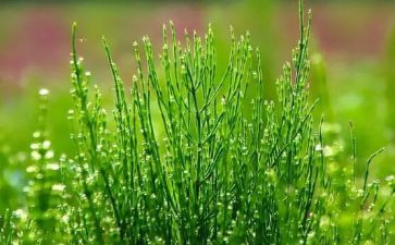 草的教案5篇