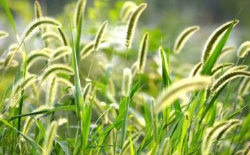 科学有趣的草教案优质8篇