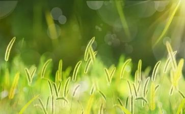 草的教案参考5篇