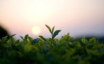 茶领导讲话稿优秀6篇