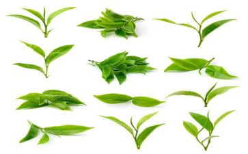 茶的调查报告推荐7篇
