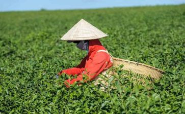 茶的调查报告精选5篇