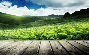 茶的调查报告参考6篇