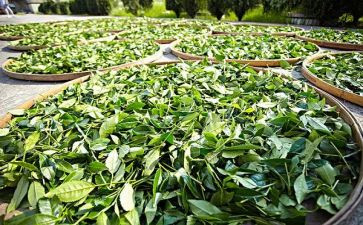 茶培训计划通用7篇