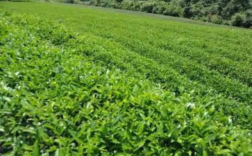茶专业自我鉴定7篇