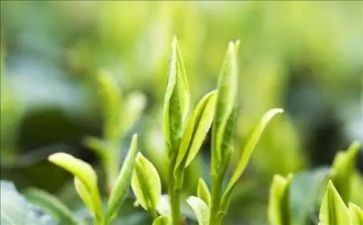 茶艺师月总结6篇
