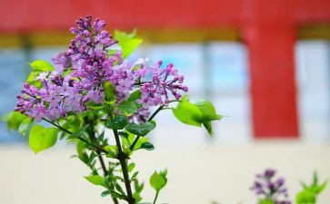 丁香结,读后感6篇