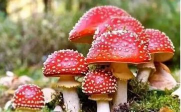 学校禁毒年工作计划6篇