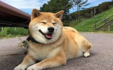 关于狗的演讲作文精选8篇