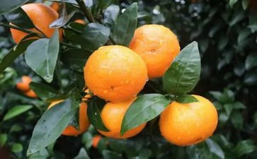 果树采购合同5篇