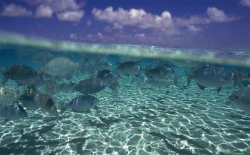 海底连万里读后感推荐8篇