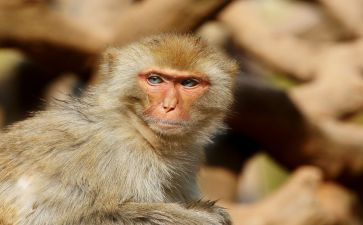 兵猴传奇的读后感读后感7篇