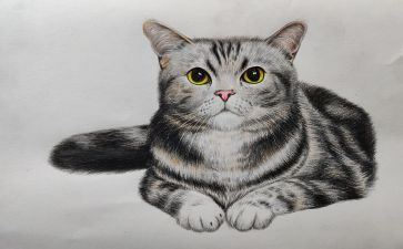 语言《画》教案模板7篇