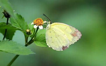大班音乐《蝴蝶花》教案6篇