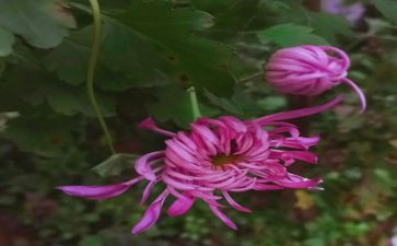 种菊花作文500字作文6篇