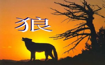 《狼》的读后感六百字作文8篇