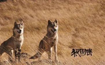 狼图腾读书心得体会8篇