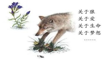 狼王梦的读后感700字模板8篇
