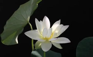 榴莲的作文600字8篇