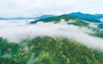 林业工作总结最新6篇