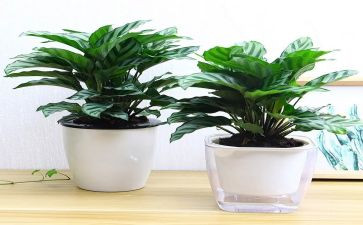 绿化合同模板8篇