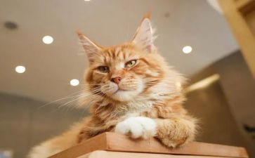 讲熊猫的作文优质7篇