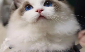 猫的一生作文推荐7篇