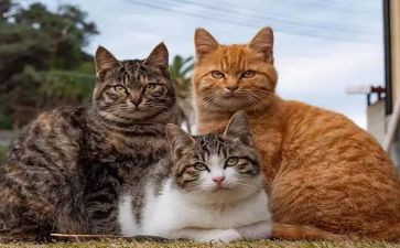 猫日常活动方案6篇
