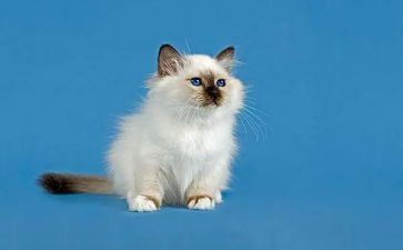 猫的一生作文优秀7篇