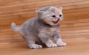 中班音乐小花猫的教案7篇