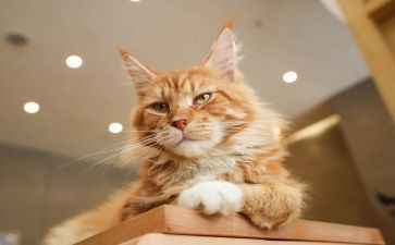 天猫店个人总结8篇
