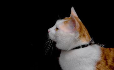 猫的一生作文5篇