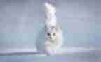 幼儿园小班找小猫教案5篇