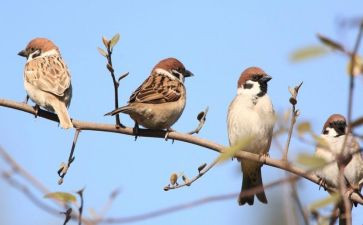 麻雀,读后感5篇