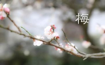 观张桂梅观后感参考7篇