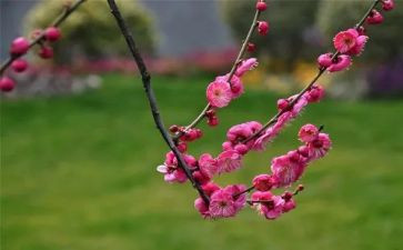 种梅花作文500字7篇