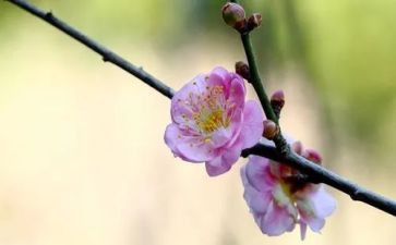 梅花魄读后感最新6篇