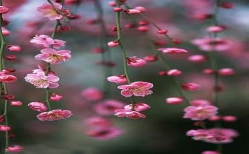 种梅花作文800字8篇