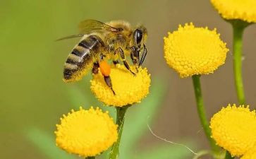 《小蜜蜂》教案最新7篇