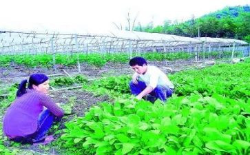 农技述职报告6篇