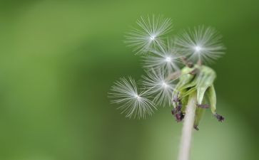 蒲公英的吻教学反思8篇