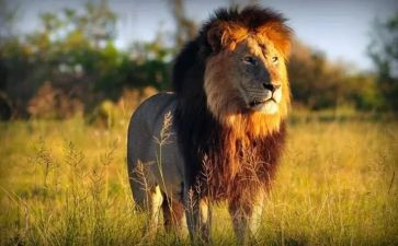 雪狮子教学反思7篇